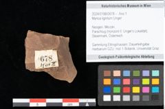 Foto (Objekt + Etikett) von Myrica lignitum Unger (NHMW-GEO-2024-0188-0678)